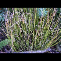 Equisetum fluviatile E. Limosum (fam Equisetacees) (rg temperees) (1)